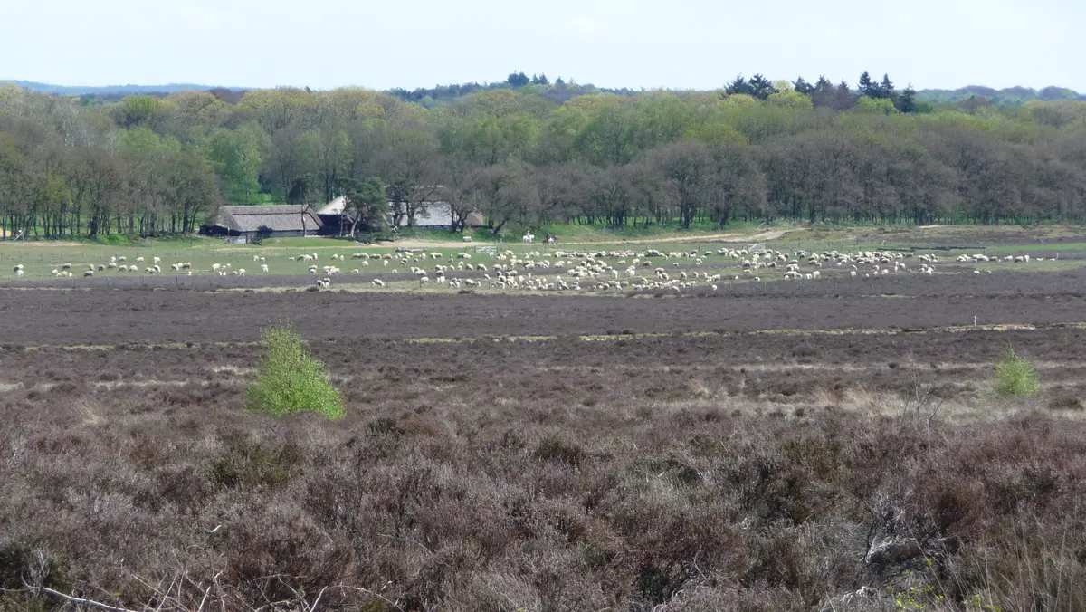 Schaapherder met kudde op de Ginkelse Heide